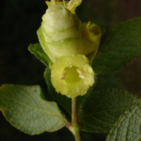 Strobilanthes calycina Nees